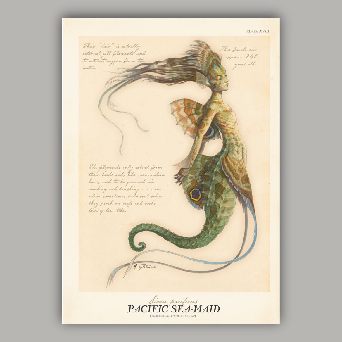 پوستر پری دریایی