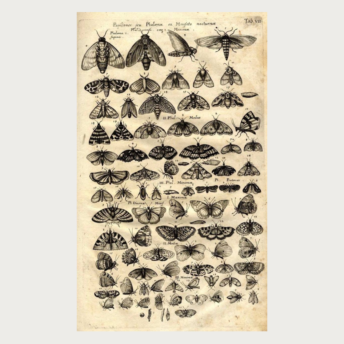 پوستر پروانه ها