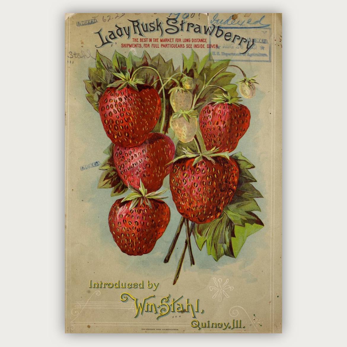 پوستر توت فرنگی