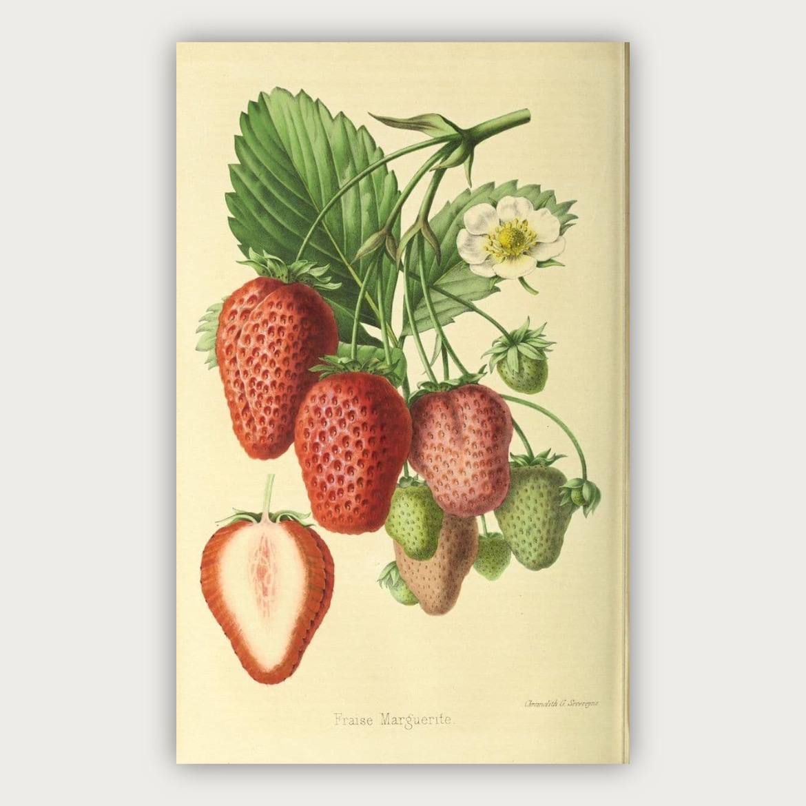 پوستر توت فرنگی