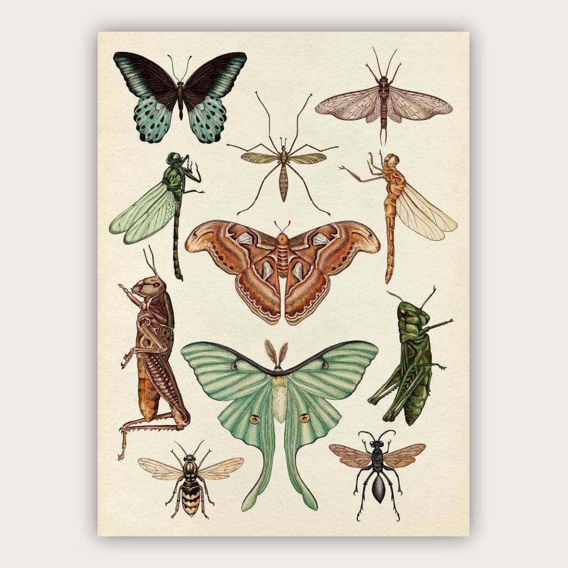 پوستر حشرات