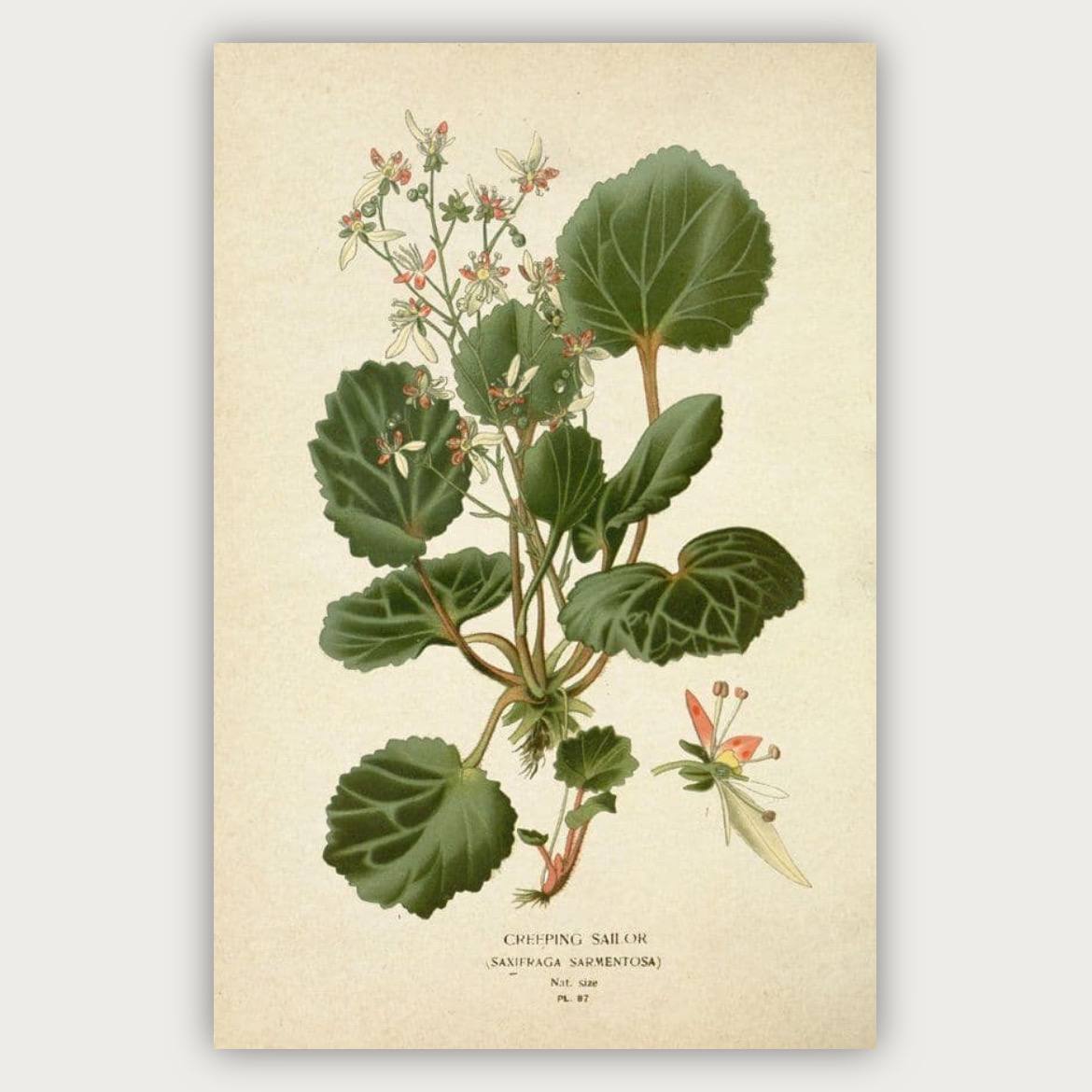 پوستر گل و گیاه