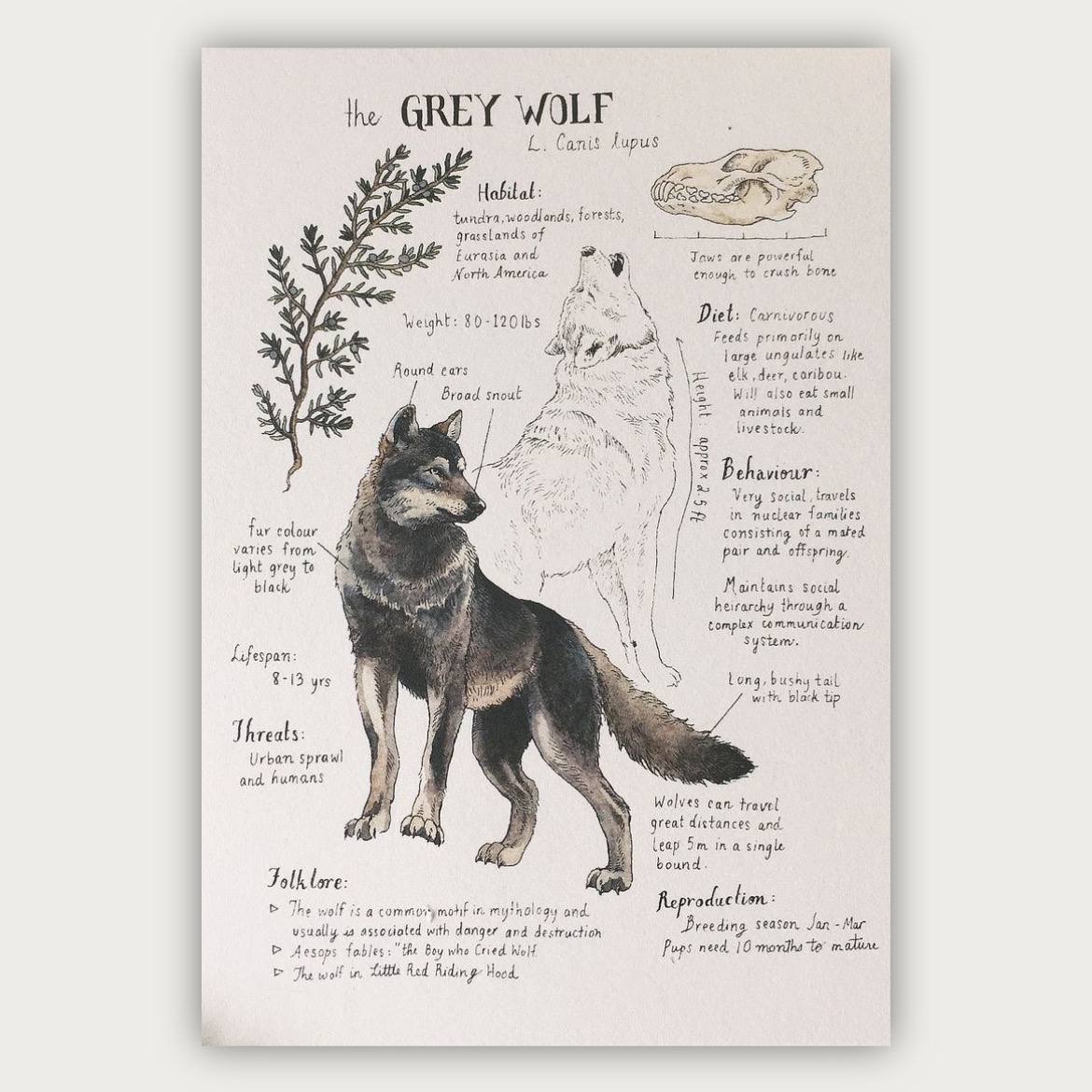 پوستر گرگ خاکستری