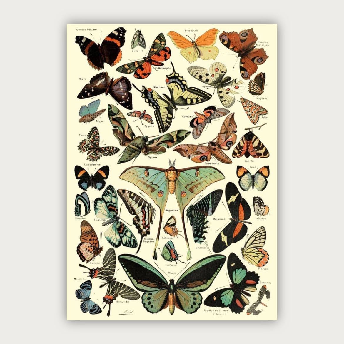 پوستر پروانه ها